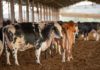 Brasil suspende exportação de carne à China após caso de “vaca louca”
