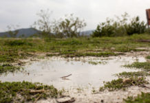 Chuva acima da média aumenta umidade do solo no Nordeste