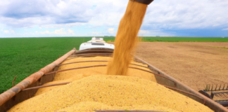 Bahia finaliza colheita de soja e alcança recorde histórico de produtividade